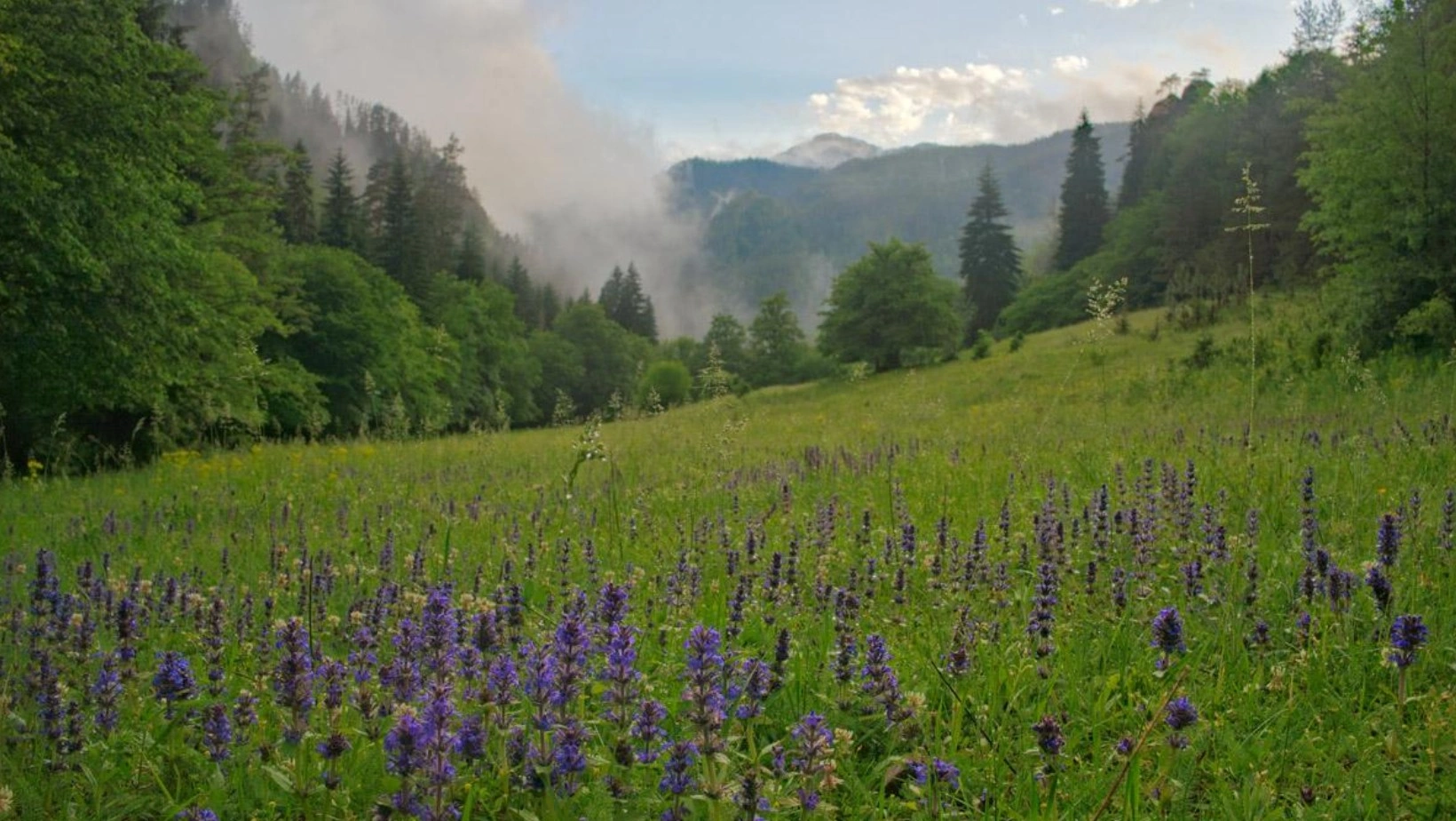 Taman Nasional Borjomi-Kharagauli