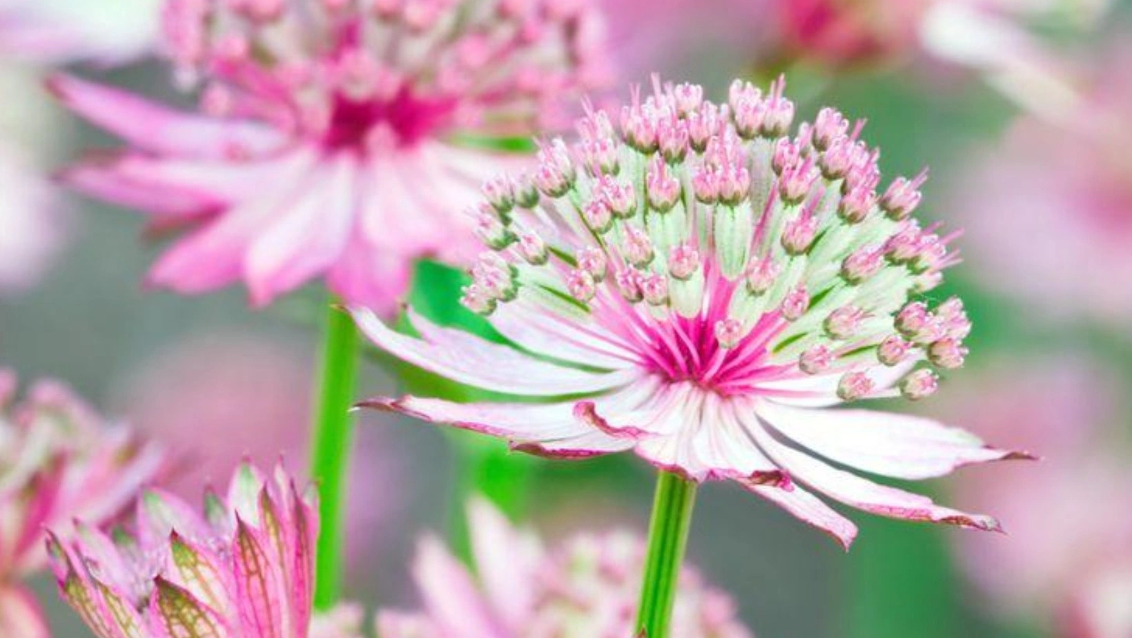 Foto Bunga Astrantia