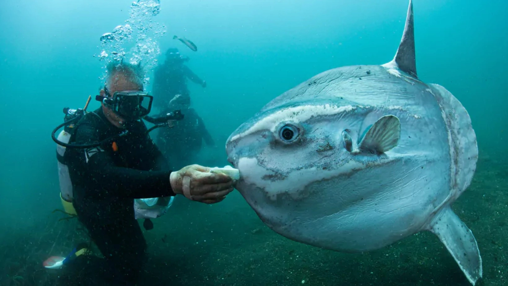 Ikan Mola Nusa Penida